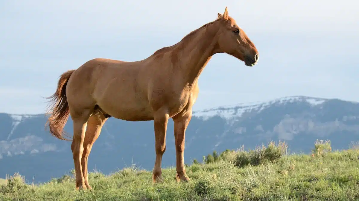 assurance auto  chevaux
